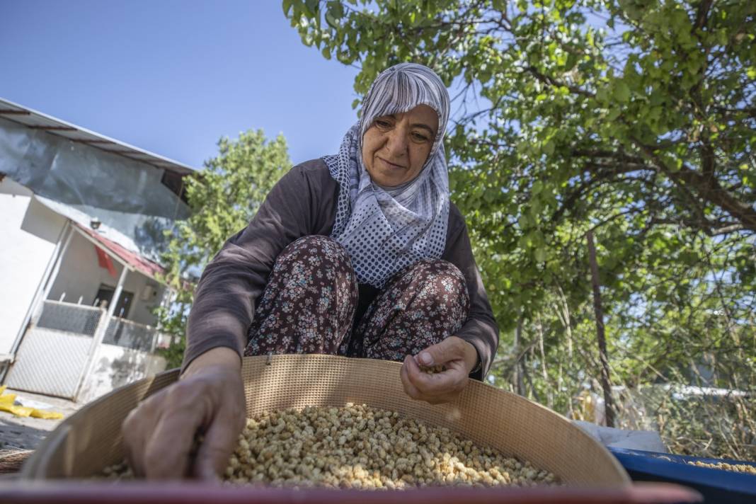 Tunceli'de Hasadı Çok Bereketli Başladı: 500 Ton Rekolte Bekleniyor 10